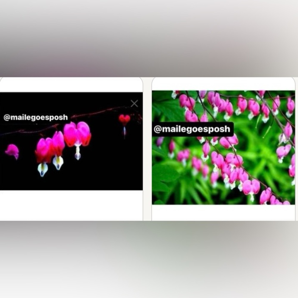 2 Art Photographs Bundle: Bleeding Hearts branch & many flower hearts 8X10 inch